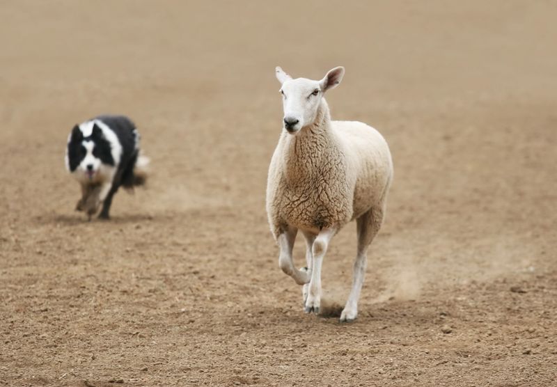 Pastoreo y Guarda Mayor — Grupo 1 Alianz Canine Worldwide