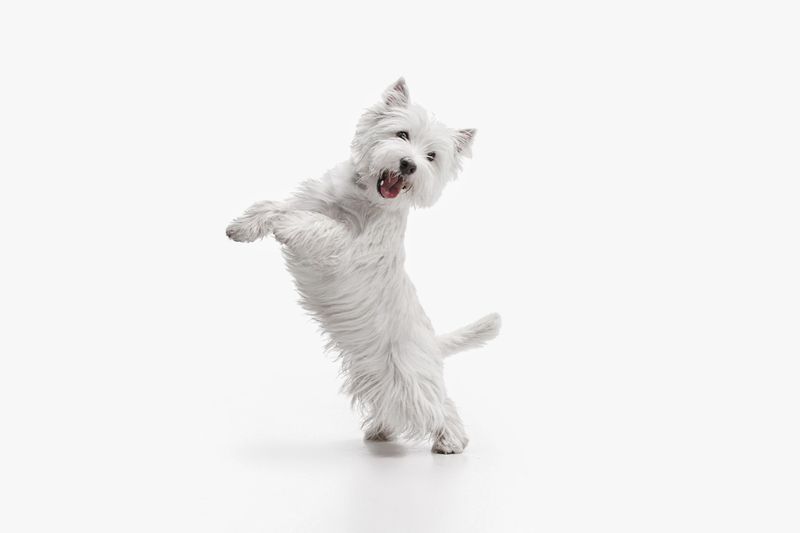 Terriers — Grupo 3 Alianz Canine Worldwide