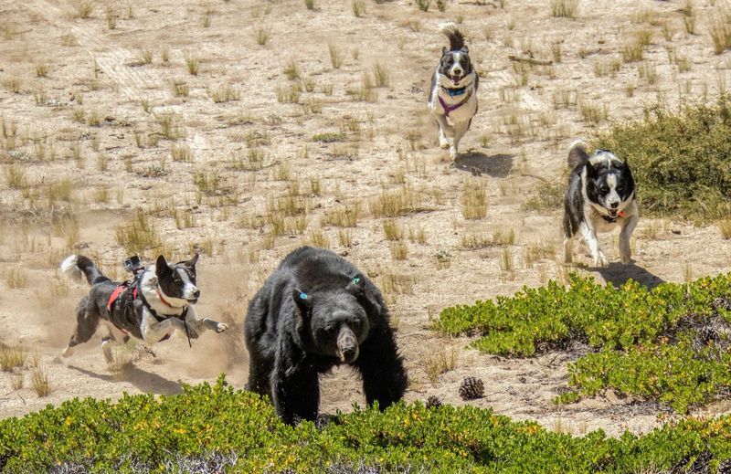 Caza Mayor — Grupo 5 Alianz Canine Worldwide