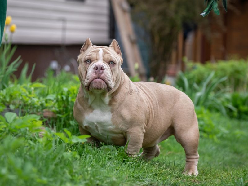 Compañía Mayor a 35 cm — Grupo 6 Alianz Canine Worldwide