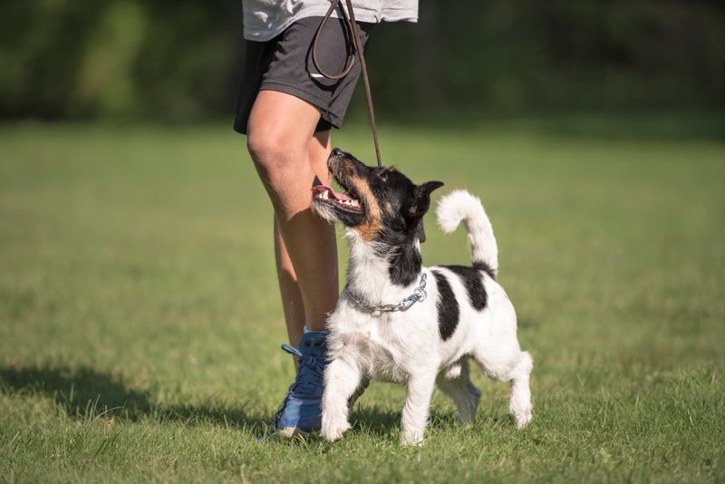 Compañía Hasta 35 cm — Grupo 7 Alianz Canine Worldwide