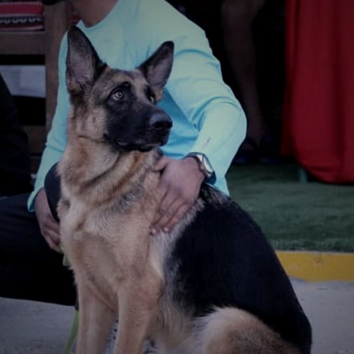 Perro en un hogar