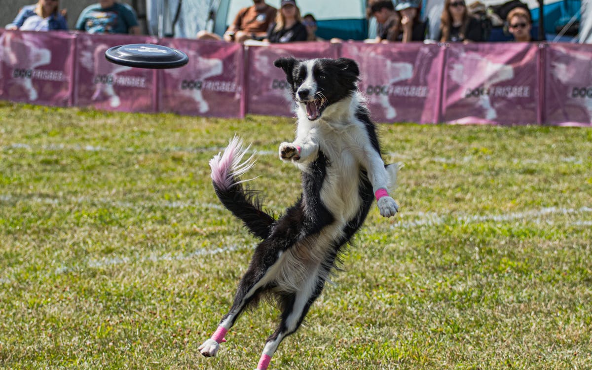 Perro saltando para atrapar un disco en competencia de Disc Dog