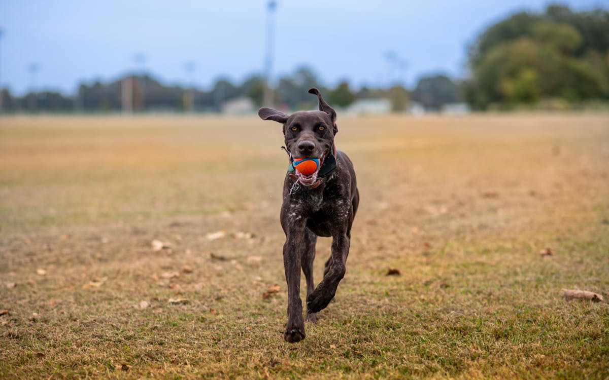 Perro corriendo a alta velocidad en competencia de FastCat