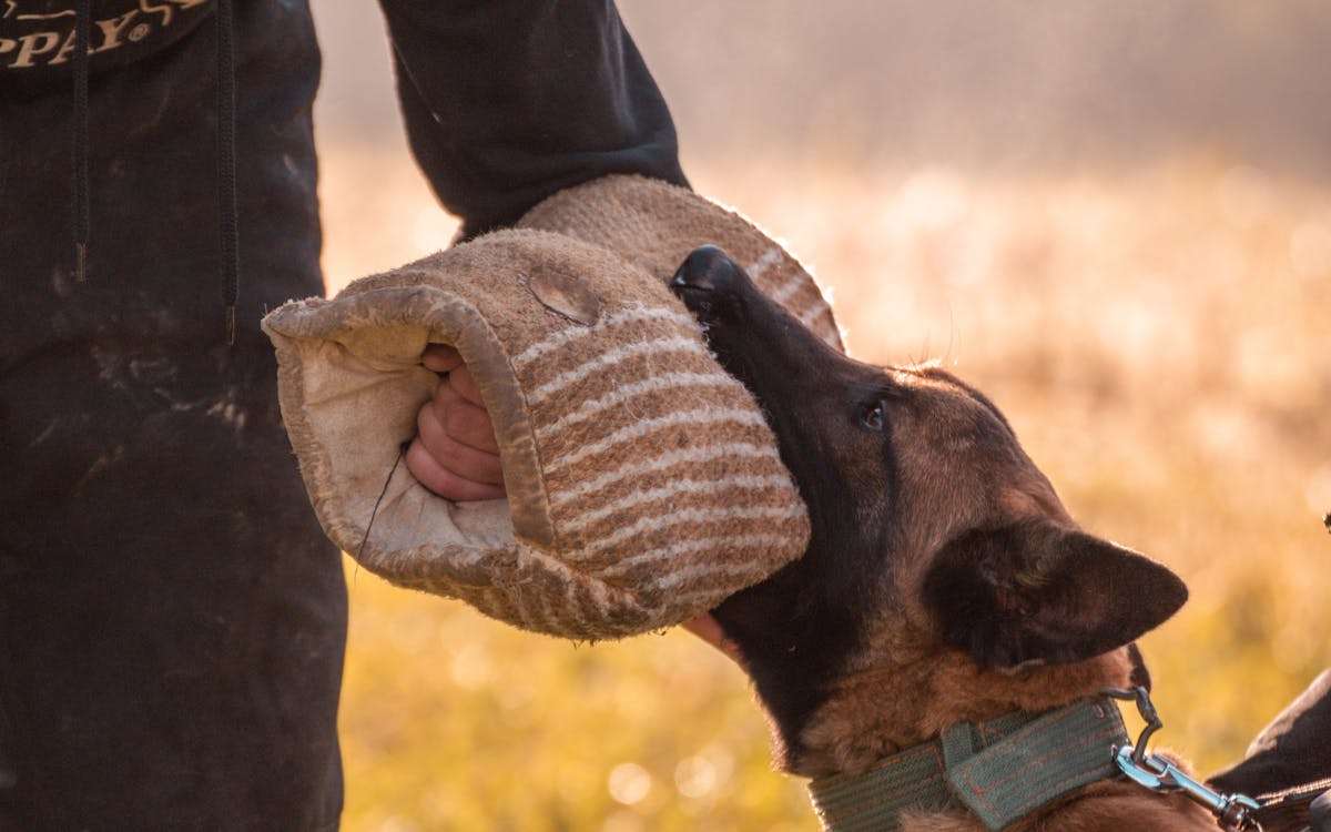 Perro pastor en entrenamiento de protección IGP