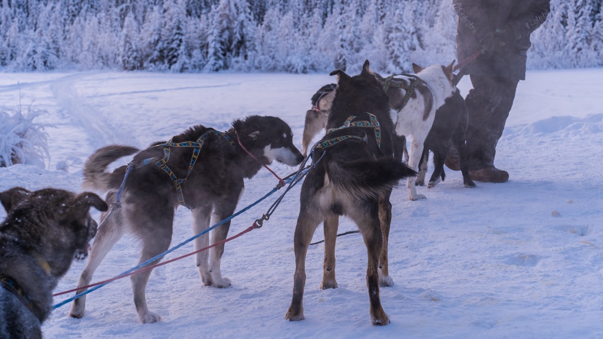 Perros de trineo en competencia de deportes de tracción