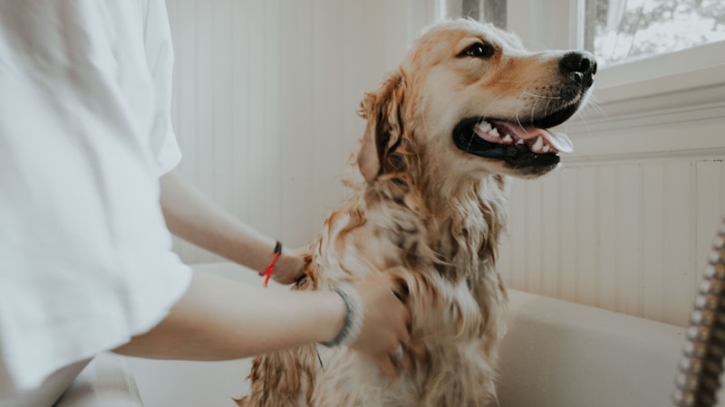 Estilista canino profesional en competencia de grooming